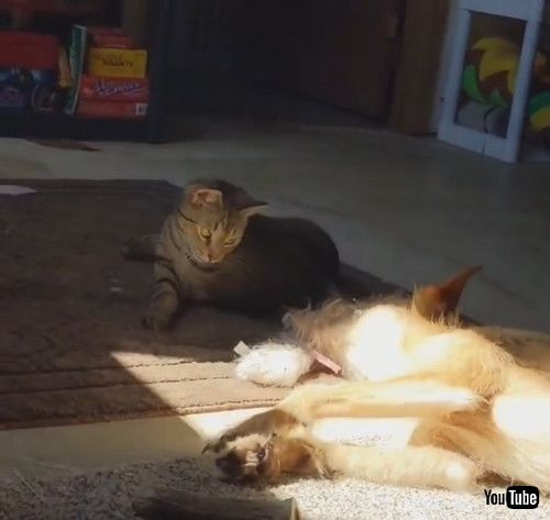 「Pet Dog Gets Hit by House Cat While Sleeping Peacefully - 1217576」