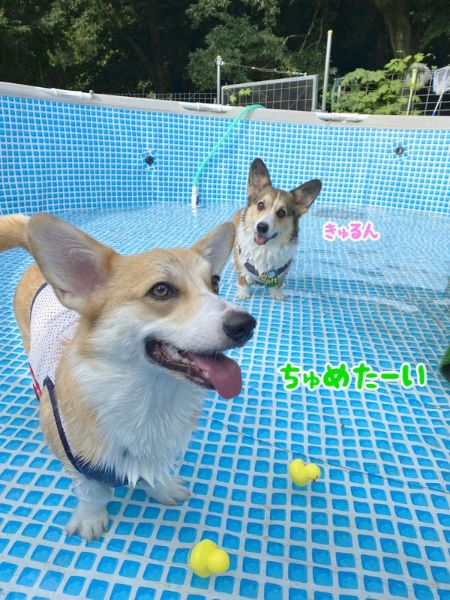 コーギー 気持ちいいワン ドッグランのプールで夏を満喫するワンコがとてもかわいい ねとらぼ