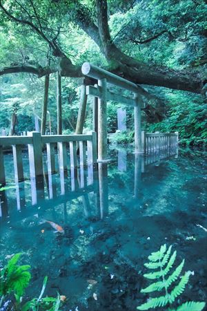 茨城にある神秘的な池」の写真が思わず見入る美しさ 幻想的な光景に22 ...