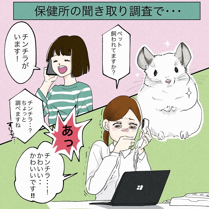 かわいいハプニング 保健所の聞き取り調査でチンチラの存在を伝えたら 保健所の人の反応がピュアでかわいかった話 1 2 ページ ねとらぼ