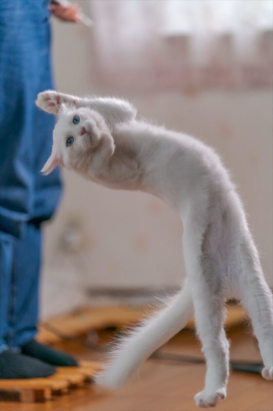 猫がつる席のジャンプ台によじ登る - 猫用品