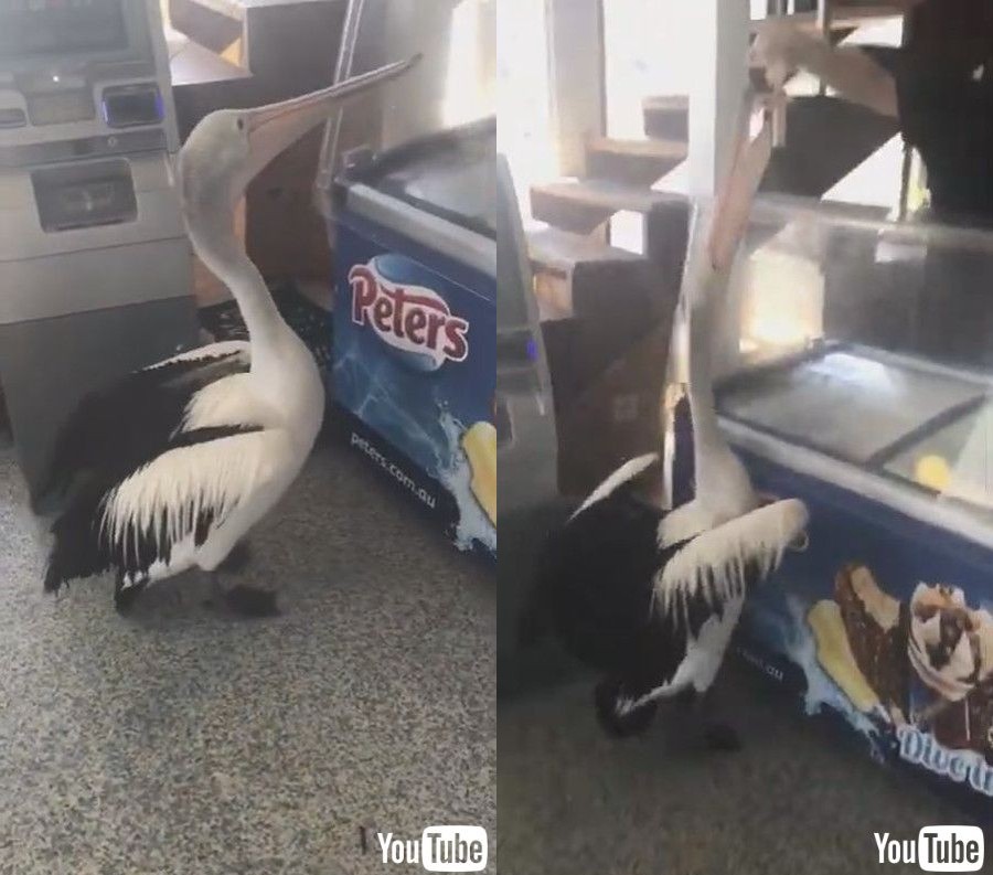ペリカン いつものちょうだい アイスクリーム店を訪れたペリカン 慣れた様子で食べる姿が常連の雰囲気 1 2 ページ ねとらぼ