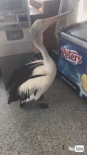 「Polite Pelican Patiently Waits for Cold Treat || ViralHog」