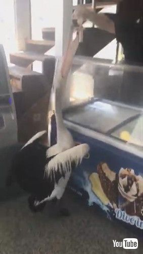 「Polite Pelican Patiently Waits for Cold Treat || ViralHog」