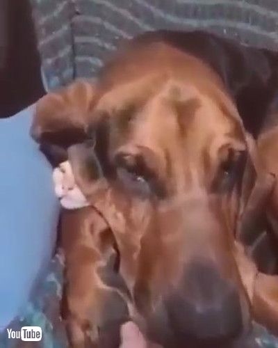 uBloodhound Doesn't Want to Stop Cuddling Kitten || ViralHoggv