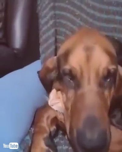 uBloodhound Doesn't Want to Stop Cuddling Kitten || ViralHoggv