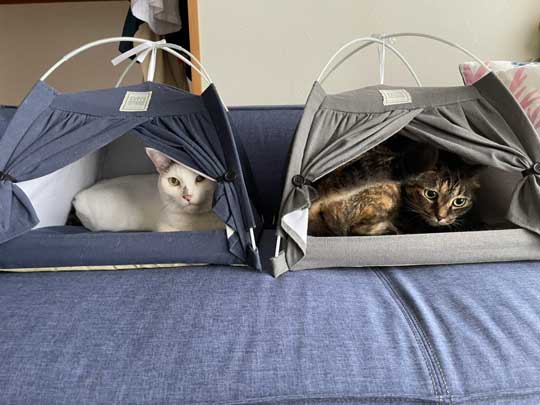 猫 ダイソー テント ペットハウス お気に入り