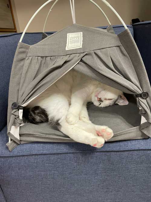 猫 ダイソー テント ペットハウス お気に入り