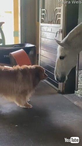 uGolden George Wants to Play Ball with Horse || ViralHogv