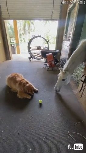 uGolden George Wants to Play Ball with Horse || ViralHogv