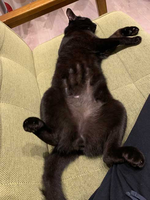 手形 黒猫 お腹 寝姿