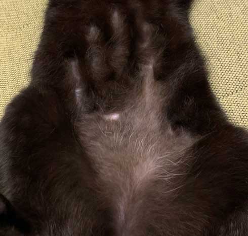 手形 黒猫 お腹 寝姿