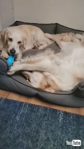 uGoofy Doggy Takes Tail Tussle to Bed || ViralHogv