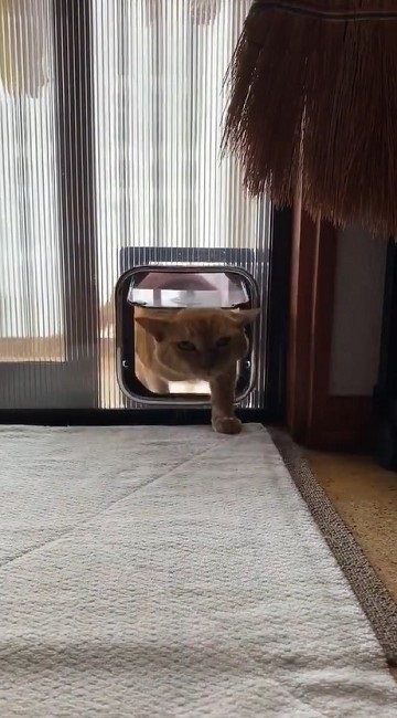 猫扉の使い方を間違っている猫ちゃん