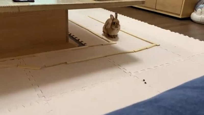 猫転送装置 をウサギさんに使ってみると 転送されゆくウサギさんに かわいい 試してみたい の声 ねとらぼ