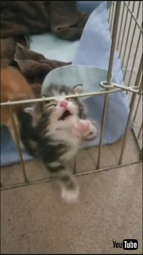 「Kitten Struggles to Climb Over Fence in Cage - 1216652」