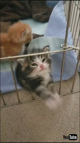 uKitten Struggles to Climb Over Fence in Cage - 1216652v