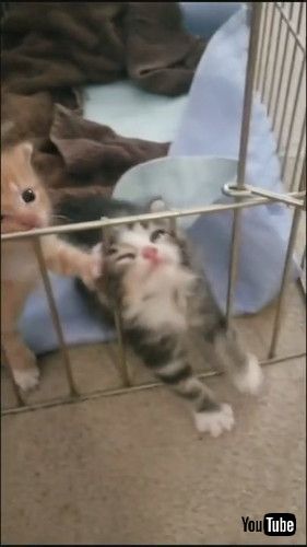 uKitten Struggles to Climb Over Fence in Cage - 1216652v