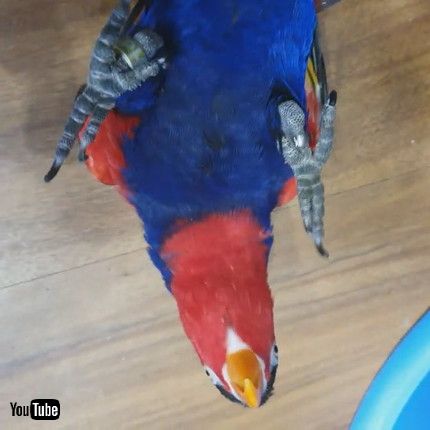「Hyper Parrot Loves Playing Peekaboo || ViralHog」