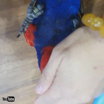 uHyper Parrot Loves Playing Peekaboo || ViralHogv