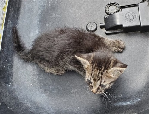 バイクのリアボックスに入れられていた子猫