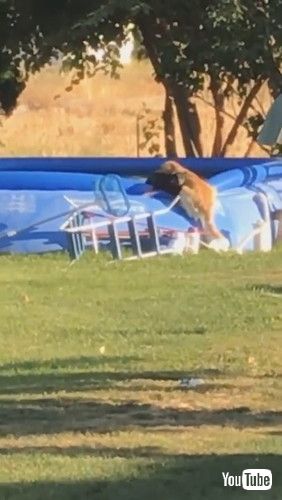 uDog Saves Puppy Pal From Pool || ViralHogv