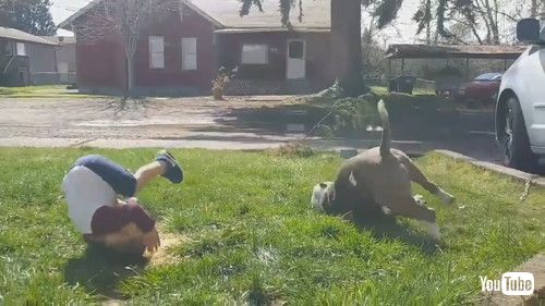 uBoy Rolls Down On Grass Where Pet Dog Just Peed - 1221413v