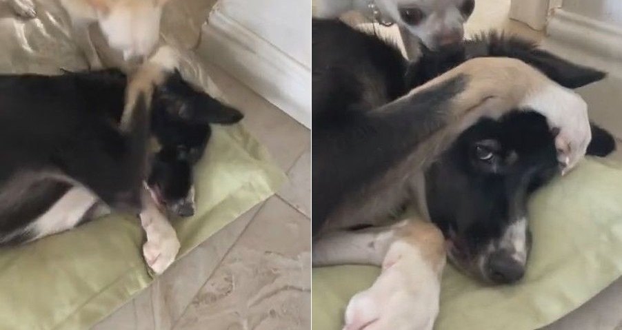 子犬 遊んで遊んでー 犬 勘弁してよー 子犬の全力かまってアピールに耳をふさぐワンコがかわいい 1 2 ページ ねとらぼ