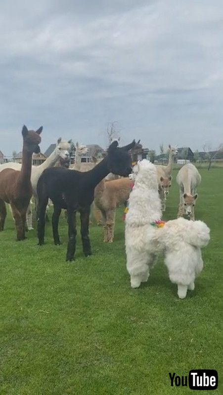 アルパカ お前なんか変じゃない ぬいぐるみに群がるアルパカたちの反応が面白かわいい 1 2 ページ ねとらぼ