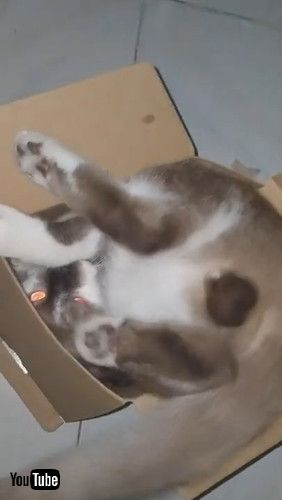 「Determined Kitty Tries to Climb Inside Tiny Box || ViralHog」