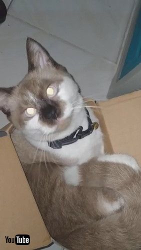 uDetermined Kitty Tries to Climb Inside Tiny Box || ViralHogv