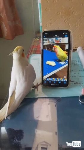 「Bird Tries to Find Friend on Screen || ViralHog」