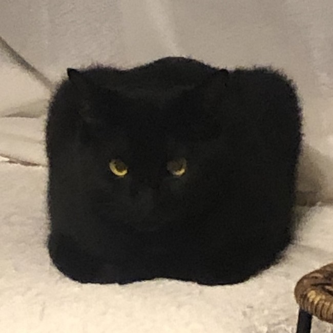 思わず二度見した 黒猫の姿とは 飼い主も驚愕のトランスフォームが 立派な四角 同じく二度見 と大注目 ねとらぼ