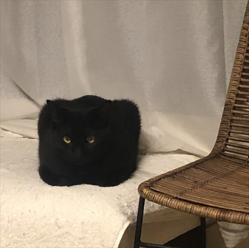 二度見した黒猫さん