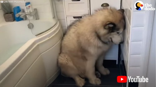 「Family Tries To Convince Their Giant Alaskan Malamute To Get In The Bath | The Dodo」