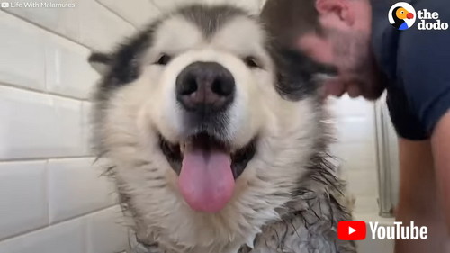 uFamily Tries To Convince Their Giant Alaskan Malamute To Get In The Bath | The Dodov