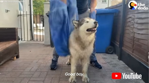 uFamily Tries To Convince Their Giant Alaskan Malamute To Get In The Bath | The Dodov