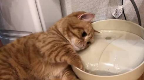 猫が自ら水に顔をつけて 直で洗顔 給水機のお水に顔をひたす猫ちゃんの姿に驚きの声 ねとらぼ
