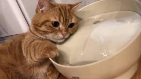 猫 ぷてぃこちゃん 給水機 直で洗顔