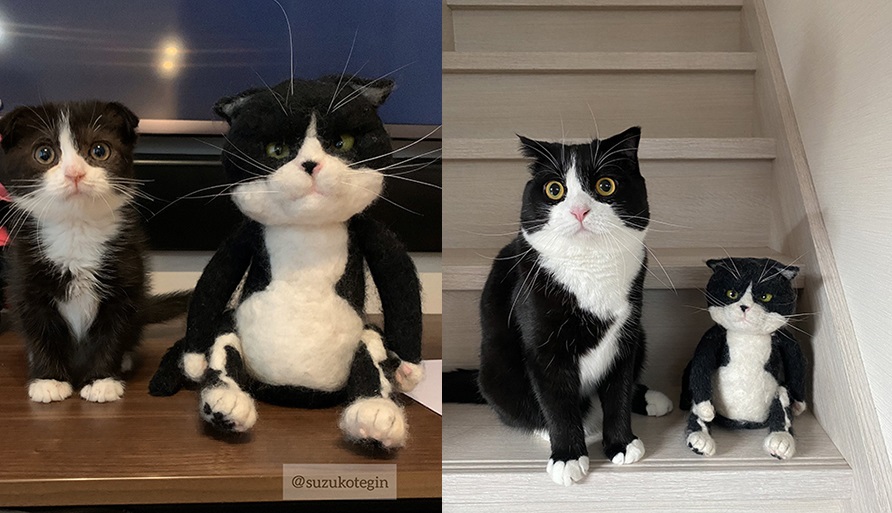 ぬいぐるみより小さい子猫が成長して でっかく育ったビフォーアフターに かわいすぎ おっきくなったねぇ の声 ねとらぼ