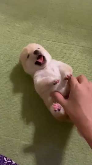 柴犬の赤ちゃん