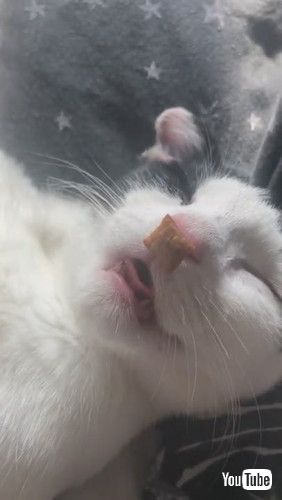 「Snoozing Kitty Eats Treats in Her Sleep || ViralHog」