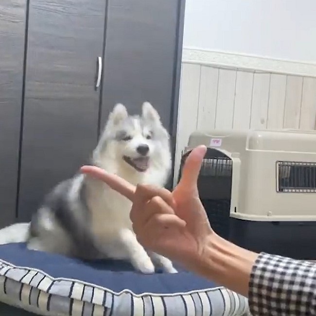 張り切って アゴ乗せ に挑戦したハスキー しかし おちゃめに間違えたワンコの てへぺろ がかわいい ねとらぼ