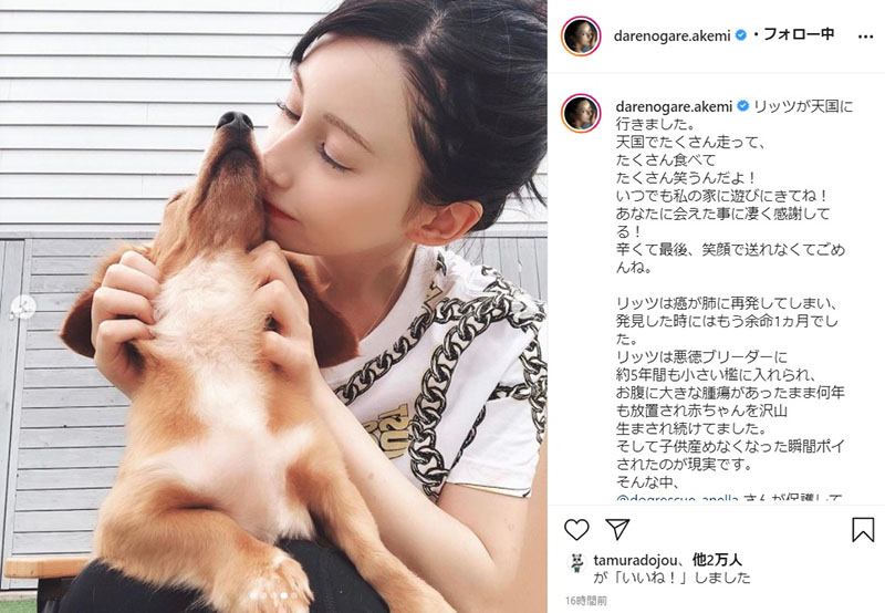 ダレノガレ明美 元保護犬リッツの早い旅立ちを報告 がんを何年も放置したブリーダーへ 本当に許せない 1 2 ページ ねとらぼ