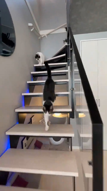 階段を下りる猫ちゃんたち