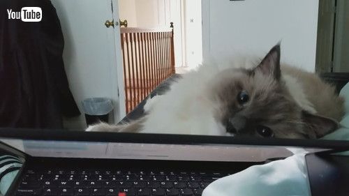 「Cuddly Kitty Prefers Pets over Owner's Laptop || ViralHog」