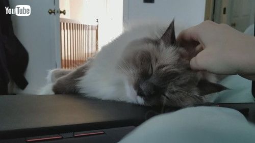 「Cuddly Kitty Prefers Pets over Owner's Laptop || ViralHog」