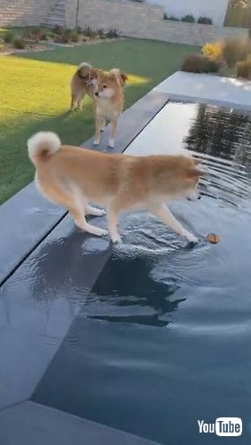 「Hesitant Dog Tries to Grab Ball Floating in Pool - 1218637」