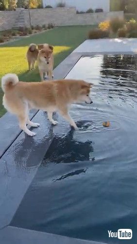 uHesitant Dog Tries to Grab Ball Floating in Pool - 1218637v