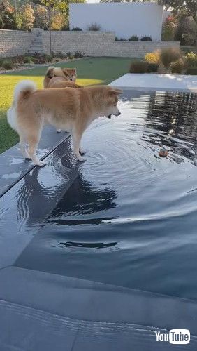 uHesitant Dog Tries to Grab Ball Floating in Pool - 1218637v
